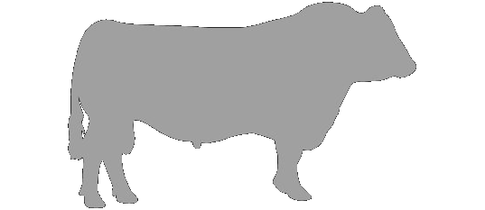 BEEF COWS BEEF COWS