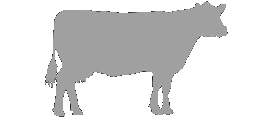 DAIRY COWS DAIRY COWS
